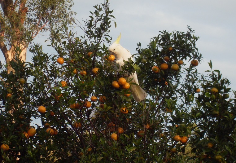 Какаду на мандариновом дереве