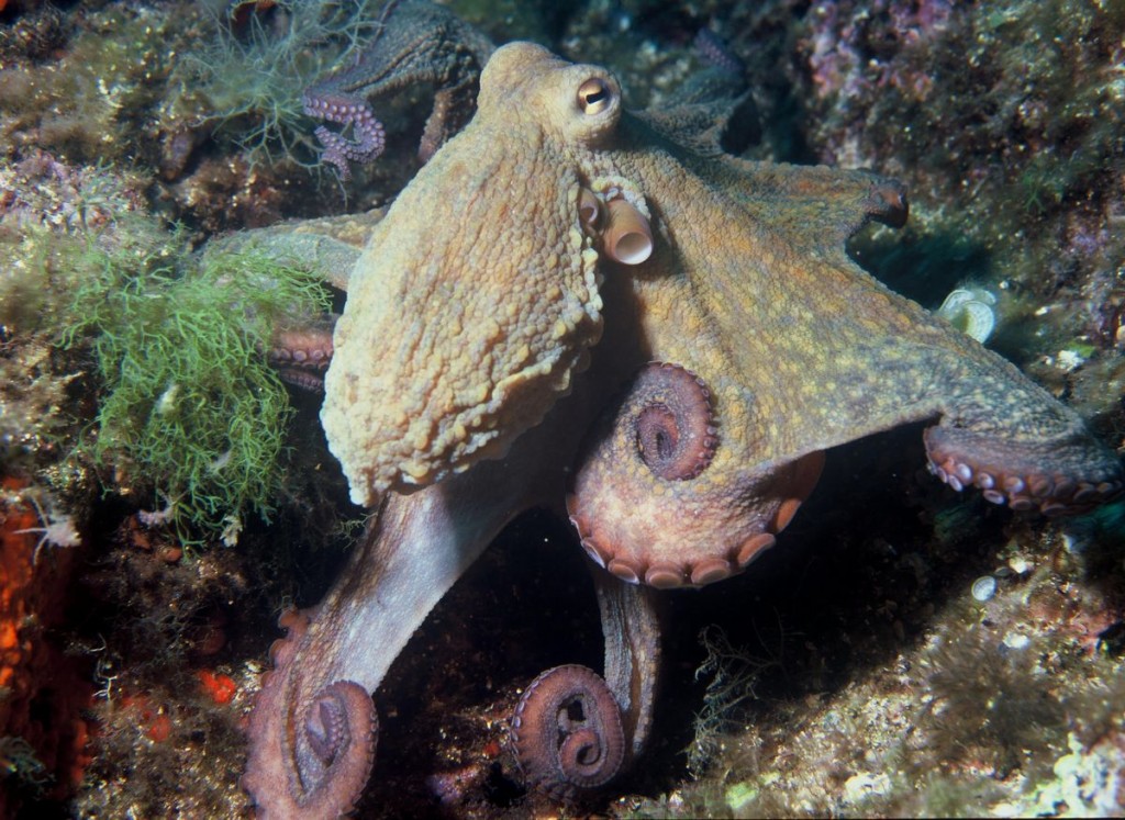 Common_Octopus_Vulgaris
