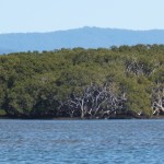 Заросли мангров вдоль берега