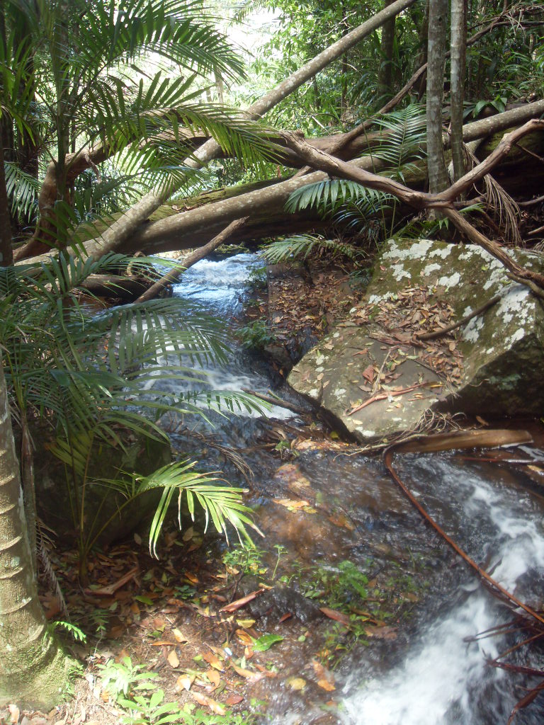 Горы Тамбурин Тропический лес