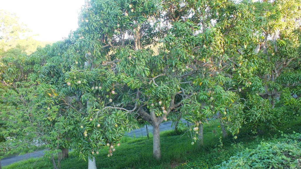 На ферме множество плодовых деревьев. Очень много манго, все деревья усыпаны.