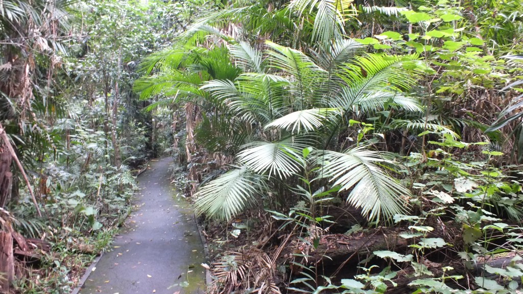 Пешеходная дорожка по тропическому лесу возле Куранда