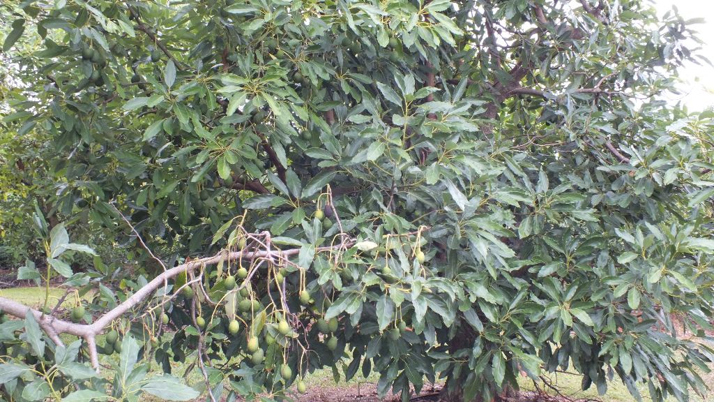 Деревья увешаны плодами авокадо