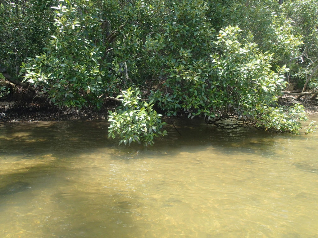 Вдоль мангровых зарослей очень много мелкой рыбы и крабов.